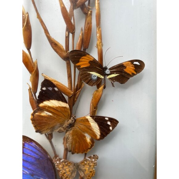 Framed Butterfly Display With Gold Frame & Natural Dried Stalks - Picture 5 of 16